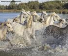 Κοπάδι άγρια άλογα μέσα στο νερό